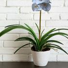 9 Galhos De Folhas De Orquídea Artificial Cymbidium Em Silico