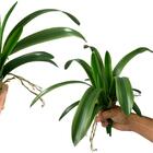 9 Galhos De Folhas De Orquídea Artificial Cymbidium Em Silico