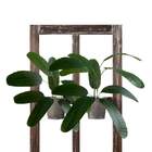 9 Heliconias Artificiais 60x55cm - Árvore Robusta Com Toque R