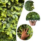 9 Placas Prontas Para Uso Cheflera Artificiais Linha Prime Re