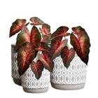 9 Singônios Artificiais Para Decoração Diy – Praticidade, Est