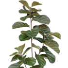 A Ficus Lyrata 45 Fls 120 Cm Cor Verde Cm 12 Cb 02