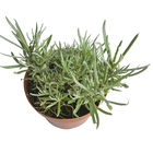 Acafrao da Terra PT14 Afonso