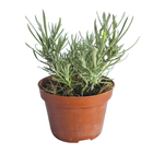 Acafrao da Terra PT14 Afonso