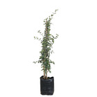 Acerola Comum Malpighia glabra Planta Natural