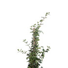 Acerola Comum Malpighia glabra Planta Natural