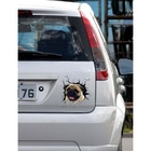 Adesivo De Carro Cachorro Personalizado