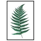 Adesivo Decorativo Folhagens