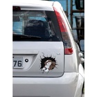 Adesivo Para Carro 3d Cachorro Shitzu