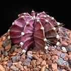 Adubinho Fertilizante Orgânico Para Cactos 1 Kg Linha Premium