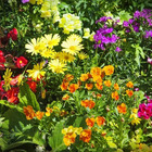 Adubo Dimy 10-10-10 Granulado 500g Com 24