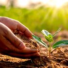 Adubo Fertilizante Silicato De Cálcio E Magnésio Para Plantas