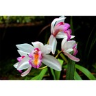 Adubo Forth Orquídeas Floração Npk 09.45.15 Peters 100g