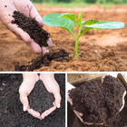 Adubo Orgânico 20kg Húmus De Minhoca Natural Pronto Para Uso