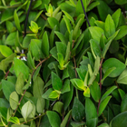 Aeschynanthus Cuia 21