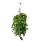 Aeschynanthus Cuia 21