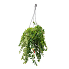 Aeschynanthus Cuia 21