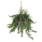 Aeschynantus Rasta Cuia 21