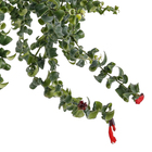 Aeschynantus Rasta Cuia 21