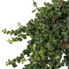 Aeschynantus Rasta Cuia 21