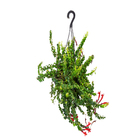 Aeschynantus Rasta Cuia 21