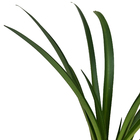 Agapanto Agapanthus Africanus Pequeno Planta Natural