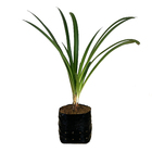 Agapanto Agapanthus Africanus Pequeno Planta Natural