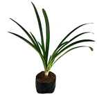 Agapanto Agapanthus Africanus Pequeno Planta Natural
