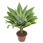 Agave Attenuata Pt24