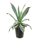 Agave Azul P24