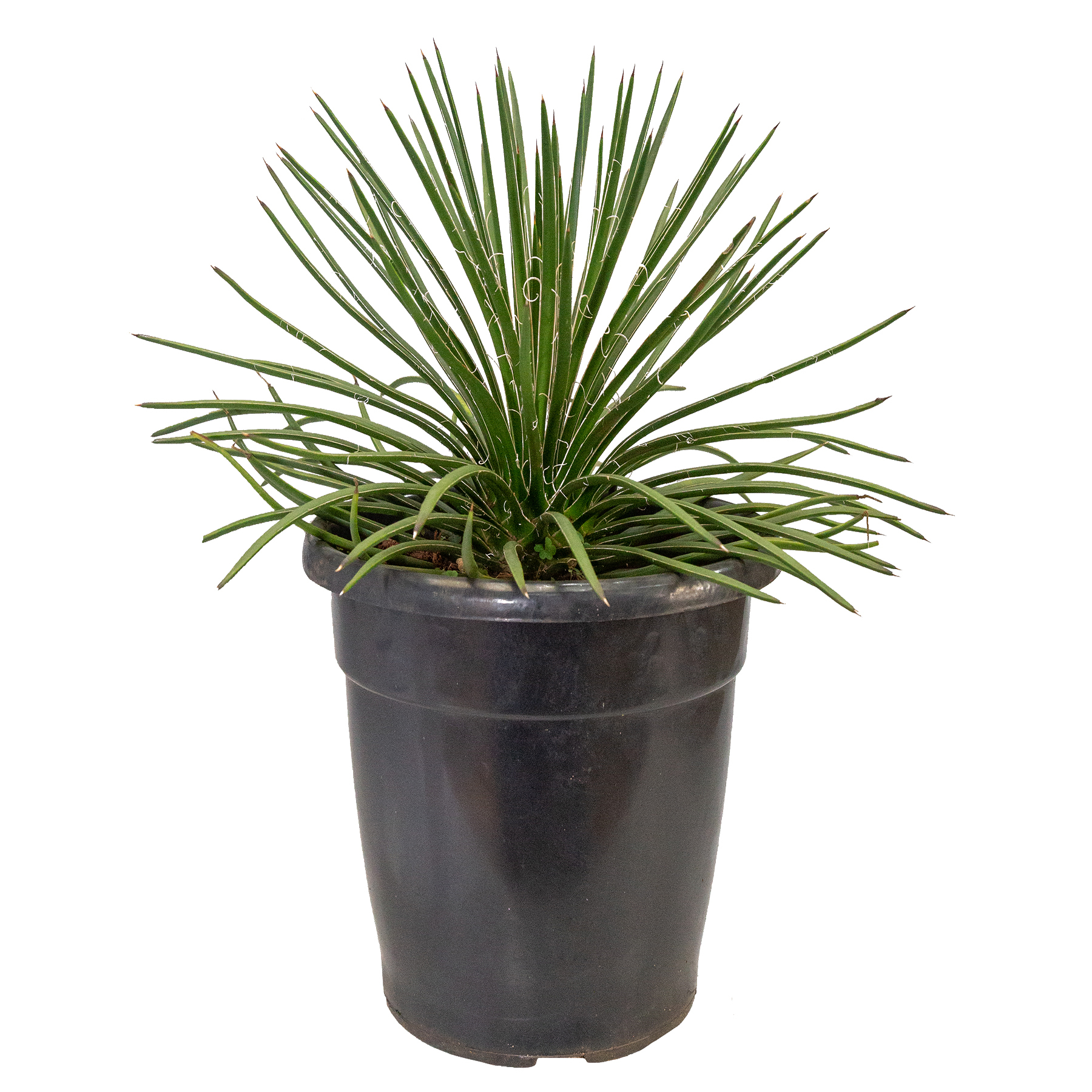 agave_palito_91815465_b83f_180