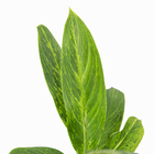 Aglaonema Pataya P17