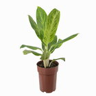 Aglaonema Pataya P17