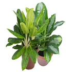 Aglaonema Variada P17