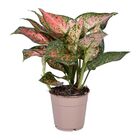 AGLAONEMA VARIADA P24
