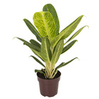 Aglaonema Variada Pt17