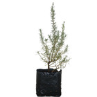 Alecrim Rosmarinus Officinalis 20x20x30cm Planta Natural