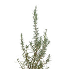 Alecrim Rosmarinus Officinalis 20x20x30cm Planta Natural