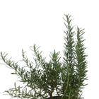 Alecrim Rosmarinus Officinalis 22x22x30 Planta Natural