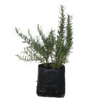 Alecrim Rosmarinus Officinalis 22x22x30 Planta Natural