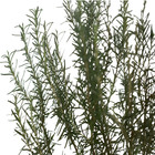 Alecrim Rosmarinus officinalis 25x25x50 Planta Natural