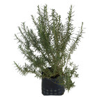 Alecrim Rosmarinus officinalis 25x25x50 Planta Natural