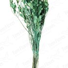 Alecrin Pink Desidratado Buque Flores Secas