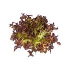 Alface Mimosa Salad Bowl Roxa 700mg Topseed Quantidade:01 Uni