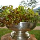 Alface Mimosa Salad Bowl Roxa 700mg Topseed Quantidade:01 Uni