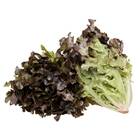 Alface Mimosa Salad Bowl Roxa 700mg Topseed Quantidade:01 Uni