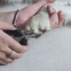 Alicate De Unha Para Animais M Em Aço Com Cabo Vinílico - Ger