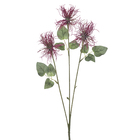 Alium Malva