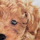 Almofada Cachorro Marrom 42x42cm Uniart