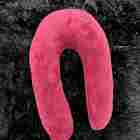 Almofada De Pescoço - Feminino - Terracota